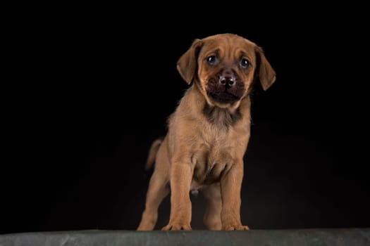 Dog on a black background