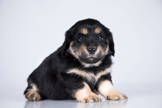 A small dog on a white background