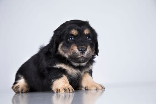 Little dog on a white background
