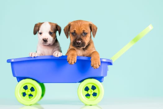 Beautiful little puppies in a toy wagon