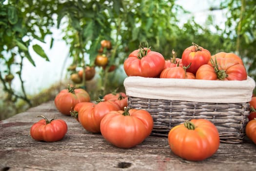Vegetables, tomatoes on wooden desk