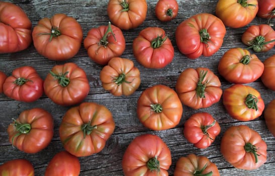Red Tomatoes in a Greenhouse, organic food