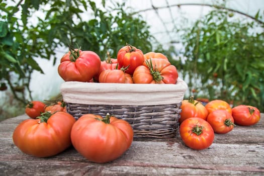 Vegetables, Tomatoes,  on desk in garden