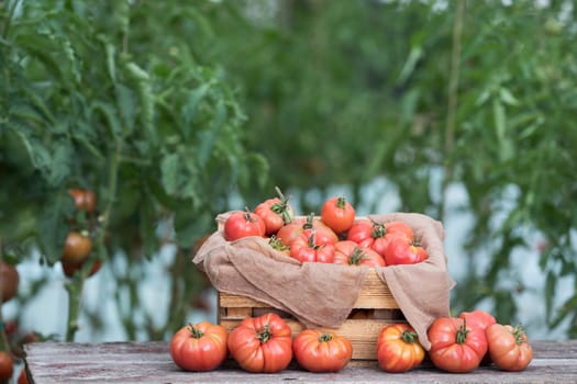 Vegetables, Tomatoes,  on desk in garden