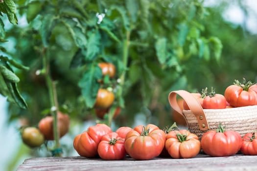 Red Tomatoes in a Greenhouse, organic food