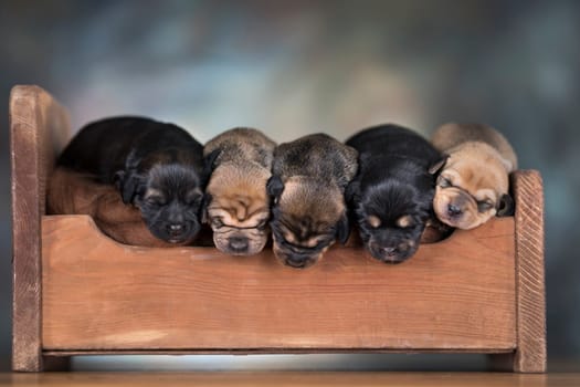Dogs sleep on a small wooden bed