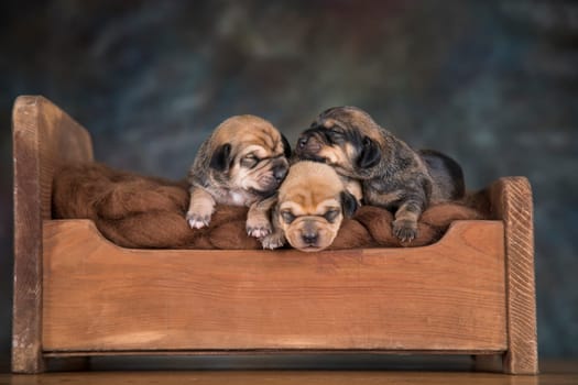 Little puppies sleeping in bed