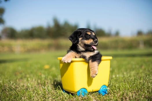 Little dog in a toy wagon on the grass