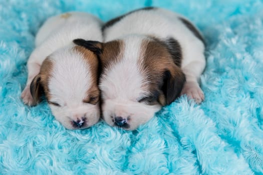 Dogs on a sleeps on a blanket