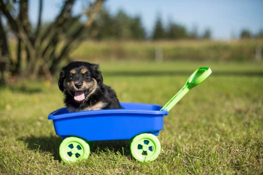 Cute dog in a toy wagon on the grass
