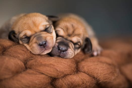A beautiful little dog sleeps on a blanket