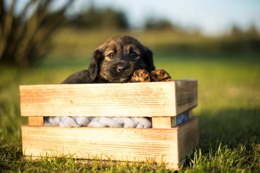 A happy puppy dog a wooden crate on the grass