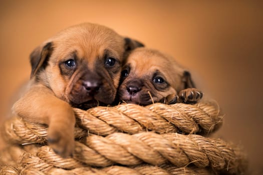 Little dog on a sailing rope