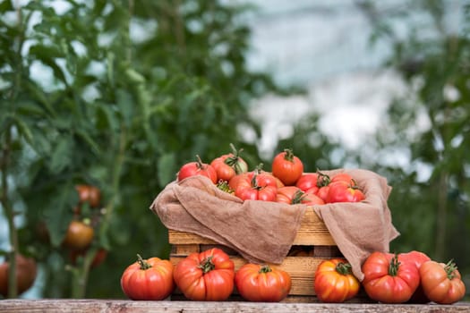 Red Tomatoes in a Greenhouse, organic food