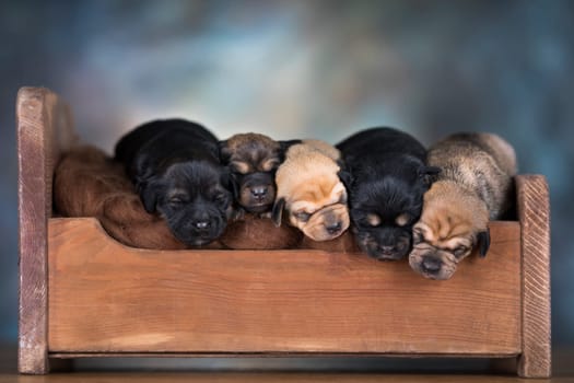 The dogs sleep on a wooden bed