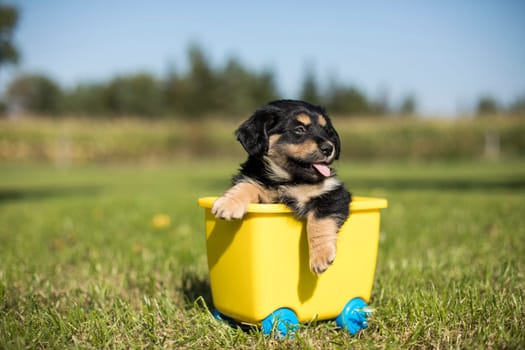 Little dog in a toy wagon on the grass