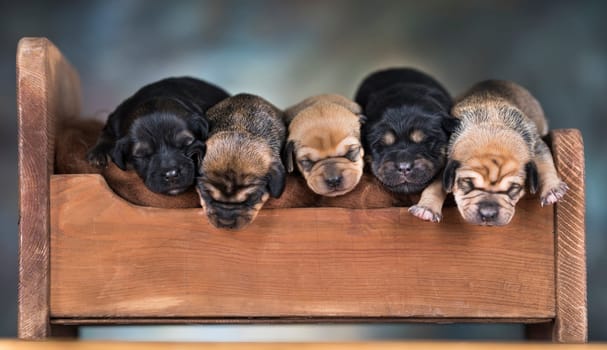 The dogs sleep on a wooden bed