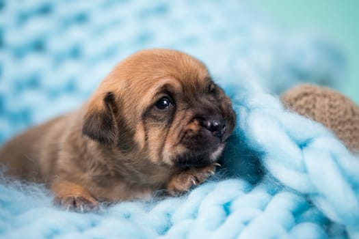 Little dog sleeps on a blanket