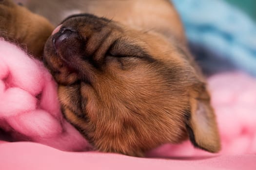 A beautiful little dog sleeps on a blanket