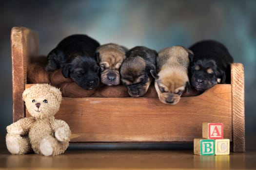 Dogs sleep on a small wooden bed