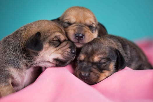 Dog in sleeps on a pink blanket