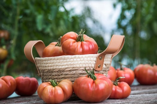Organic food, Free red vegetables of tomato