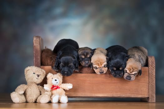The dogs sleep on a wooden bed