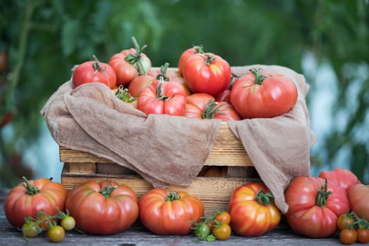 Red Tomatoes in a Greenhouse, organic food
