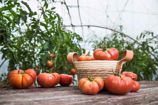 Vegetables, Tomatoes,  on desk in garden