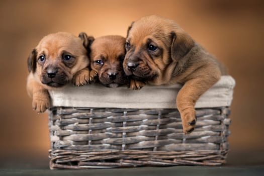 Little dogs in a wicker basket