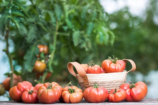 Tomatoes vegetable garden, organic products