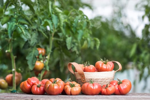 Vegetables, Tomatoes,  on desk in garden