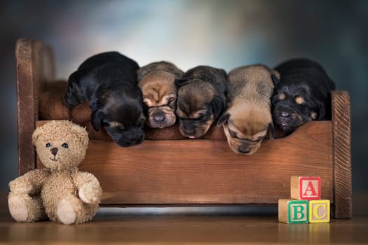 Dogs sleep on a small wooden bed
