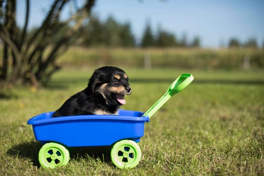 Cute dog in a toy wagon on the grass