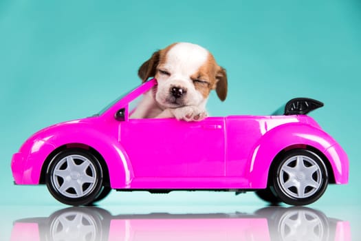 Dog in a pink car
