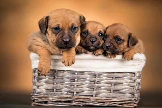Small dog in a wicker basket