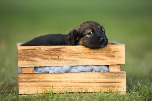 A happy puppy dog a wooden crate on the grass