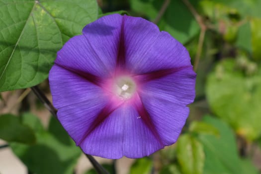 Flowers in the garden