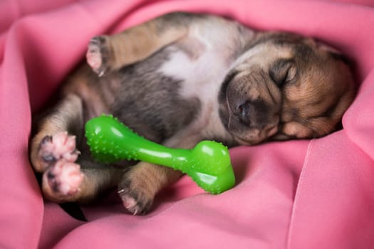 Dog sleeps with a rubber bone on a pink blanket