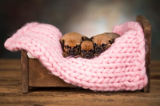 Dogs sleep on a small wooden bed