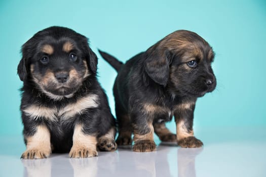 Two dogs puppy animals concept