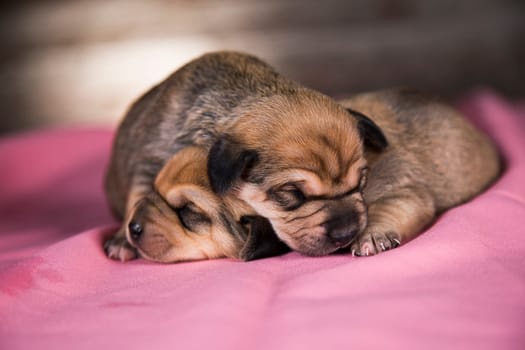 Beautiful little dogs sleeps on a pink blanket