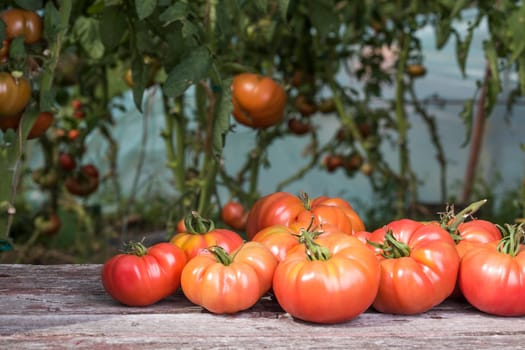 Vegetables, Tomatoes,  on desk in garden