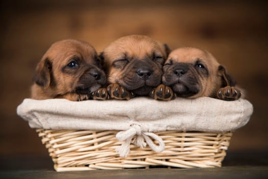 Small puppies in a wicker basket