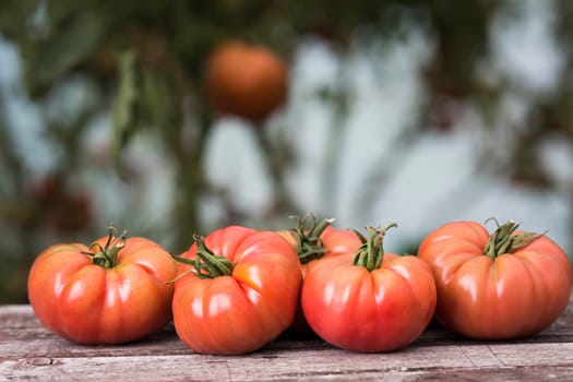Vegetables, Tomatoes,  on desk in garden