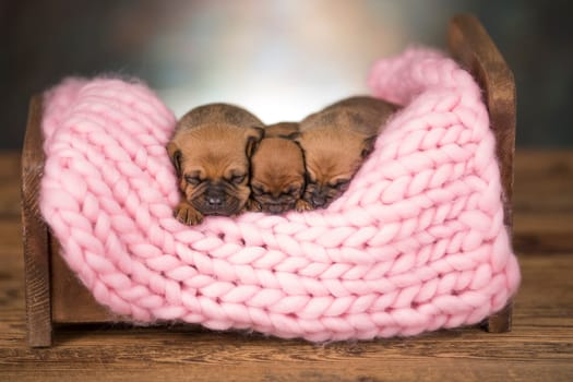 Dogs sleep on a small wooden bed