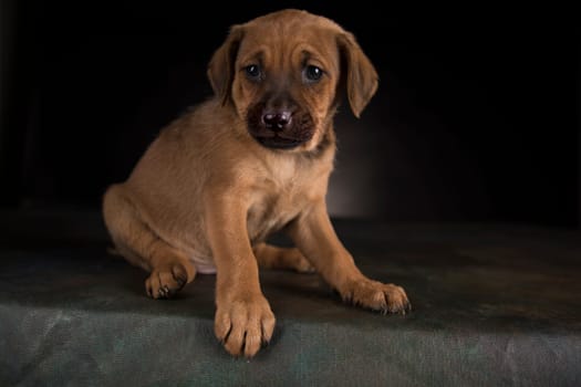 Little Puppy dog in a black background