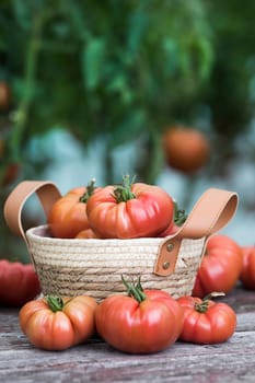 Tomatoes vegetable garden, organic products