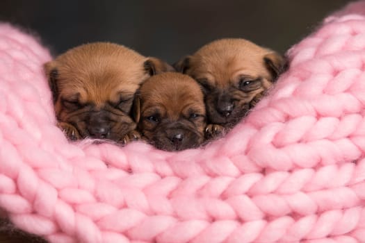 Dogs sleep on a small wooden bed