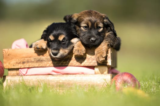Two dog in a wooden crate on the grass
